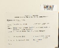 Hypnum vaucheri image