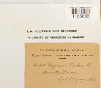 Hypnum vaucheri image