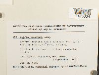 Hypnum vaucheri image