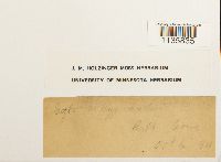 Hypnum vaucheri image