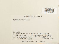 Hypnum vaucheri image