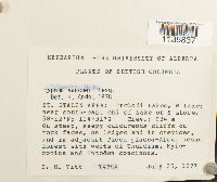 Hypnum vaucheri image