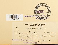 Hypnum vaucheri image