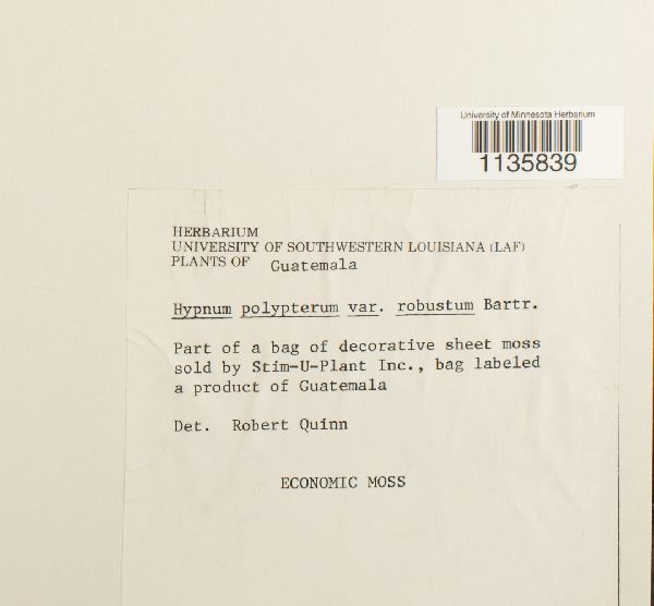 Caribaeohypnum polypterum image