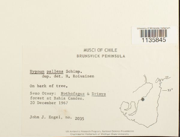 Hypnum pallens image