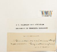 Hypnum callichroum image