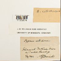 Hypnum callichroum image