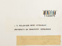 Hypnum callichroum image