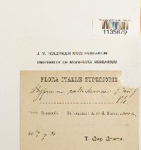 Hypnum callichroum image