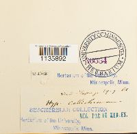 Hypnum callichroum image