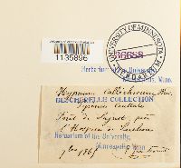 Hypnum callichroum image