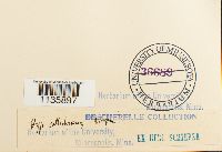 Hypnum callichroum image