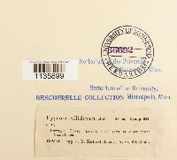 Hypnum callichroum image