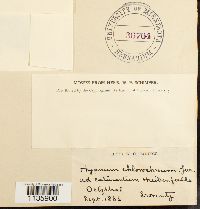 Hypnum callichroum image