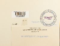 Hypnum cupressiforme image