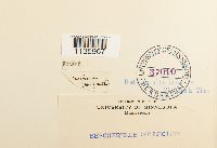 Hypnum cupressiforme image