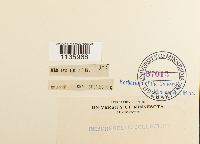 Hypnum cupressiforme image