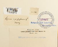 Hypnum cupressiforme image