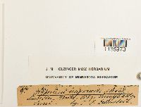 Media resource of Hypnum imponens