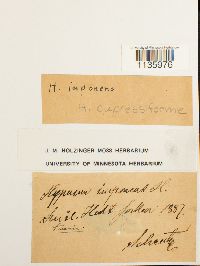 Hypnum cupressiforme image