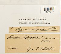 Hypnum cupressiforme image