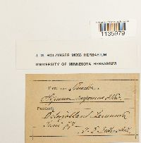 Hypnum cupressiforme image