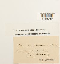 Hypnum cupressiforme image