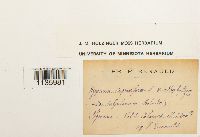 Hypnum cupressiforme image