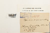 Hypnum cupressiforme image