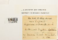 Hypnum cupressiforme image