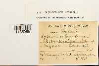 Hypnum cupressiforme image