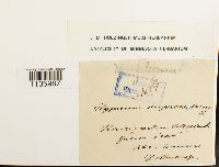 Hypnum cupressiforme image