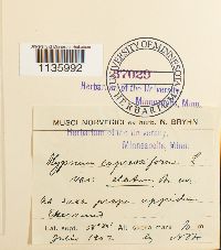 Hypnum cupressiforme image