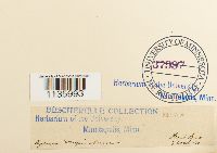 Hypnum cupressiforme image