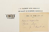 Hypnum cupressiforme image