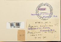 Hypnum cupressiforme image