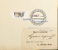 Hypnum cupressiforme image