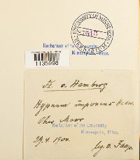 Hypnum cupressiforme image