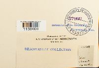 Hypnum cupressiforme image