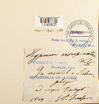 Hypnum cupressiforme image