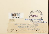 Hypnum cupressiforme image