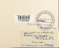 Hypnum cupressiforme image