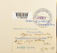 Hypnum cupressiforme image