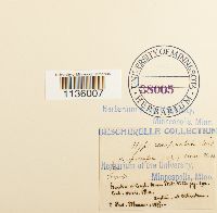 Hypnum cupressiforme image