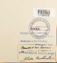 Hypnum cupressiforme image