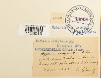 Hypnum cupressiforme image