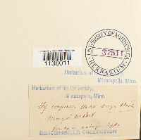 Hypnum imponens image