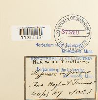 Hypnum imponens image