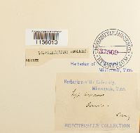 Hypnum imponens image