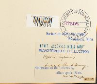 Hypnum imponens image